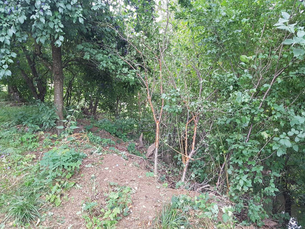 20180815_065343.jpg